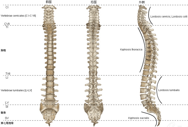人體椎骨圖