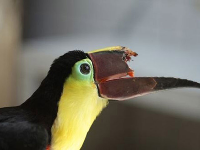 那些被3D打印治愈過的萌蠢小動(dòng)物