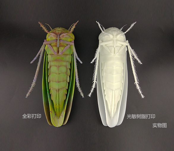 3D打印生物標(biāo)本1